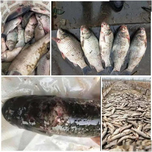 2020年上半年三臺內(nèi)陸水產(chǎn)養(yǎng)殖狀況概述與銷售效果跟蹤分析