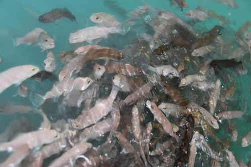 技術驅動未來 海璟水產(chǎn)以創(chuàng)新引領內(nèi)陸可持續(xù)水產(chǎn)養(yǎng)殖新潮流